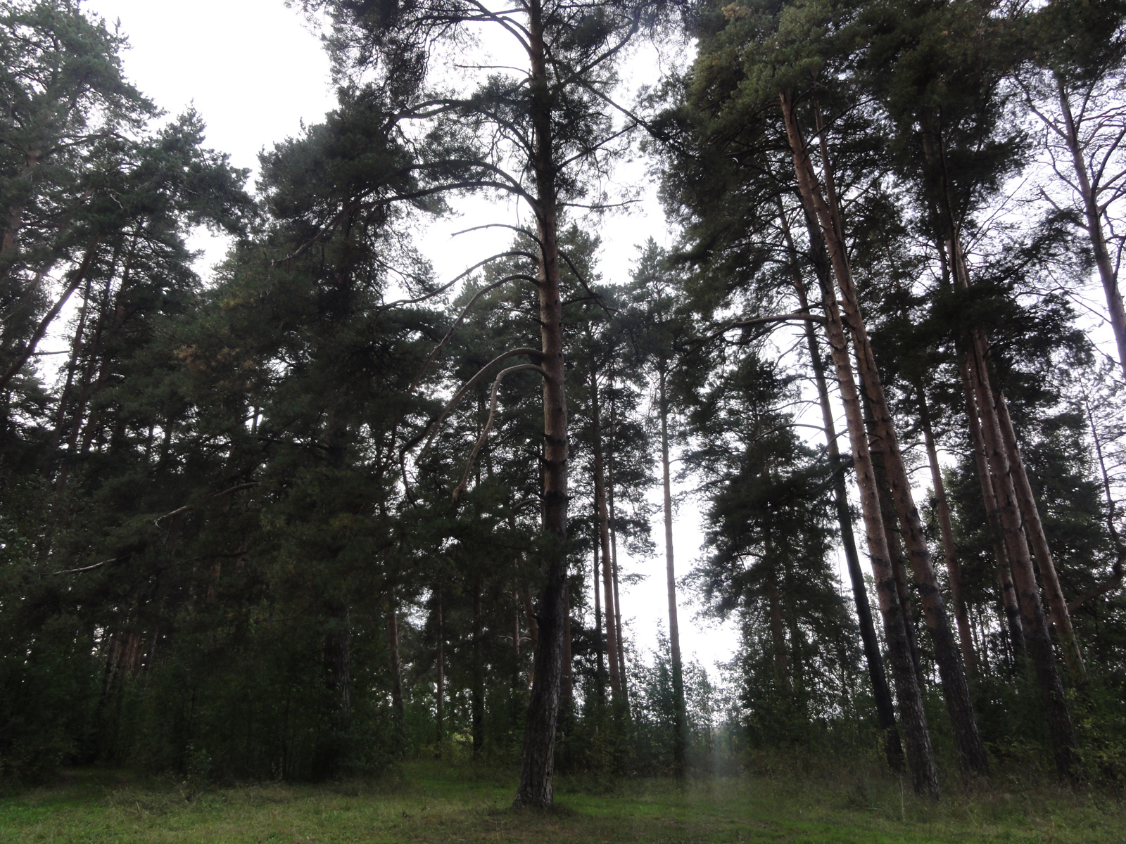 Заречный парк в Кирове памятник природы сосновый бор