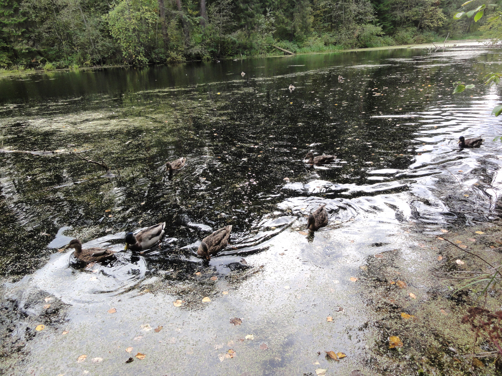 Кировский Заречный парк редкие растения и животные эко тропа отдых на природе в Кирове