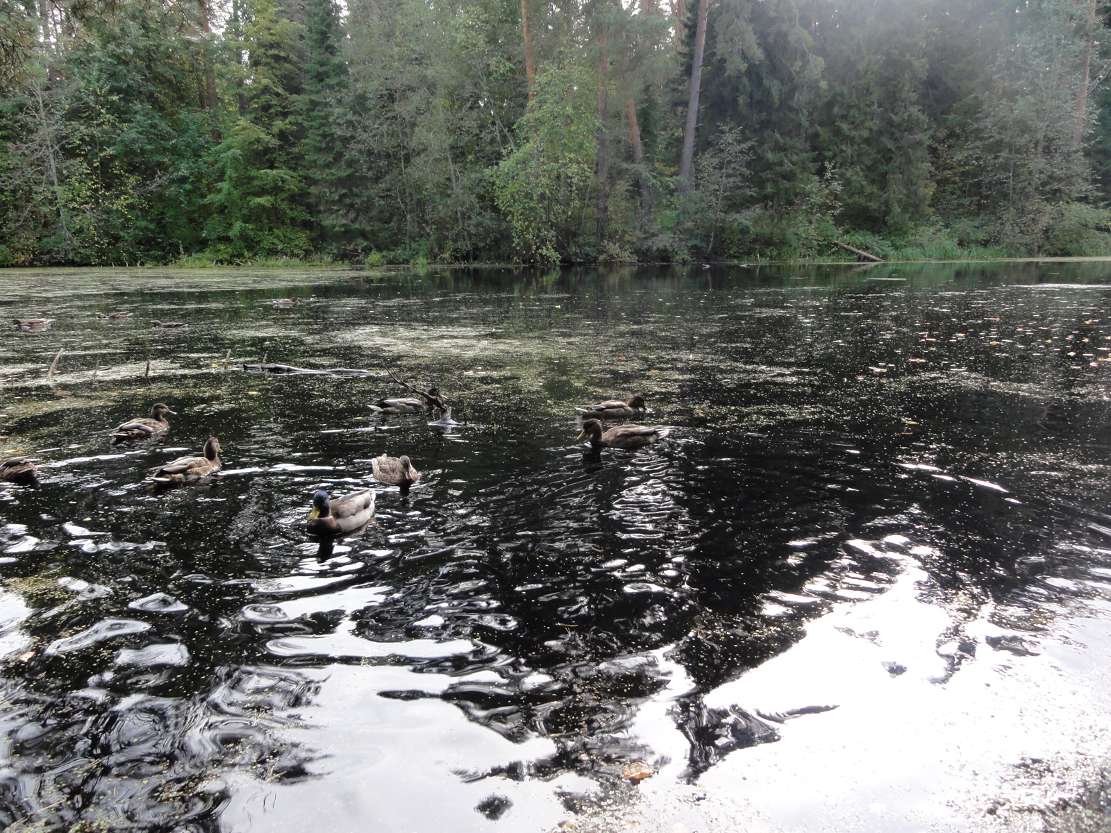 Прогулка в кировском Заречном парке пойменный сосновый бор охраняется государством