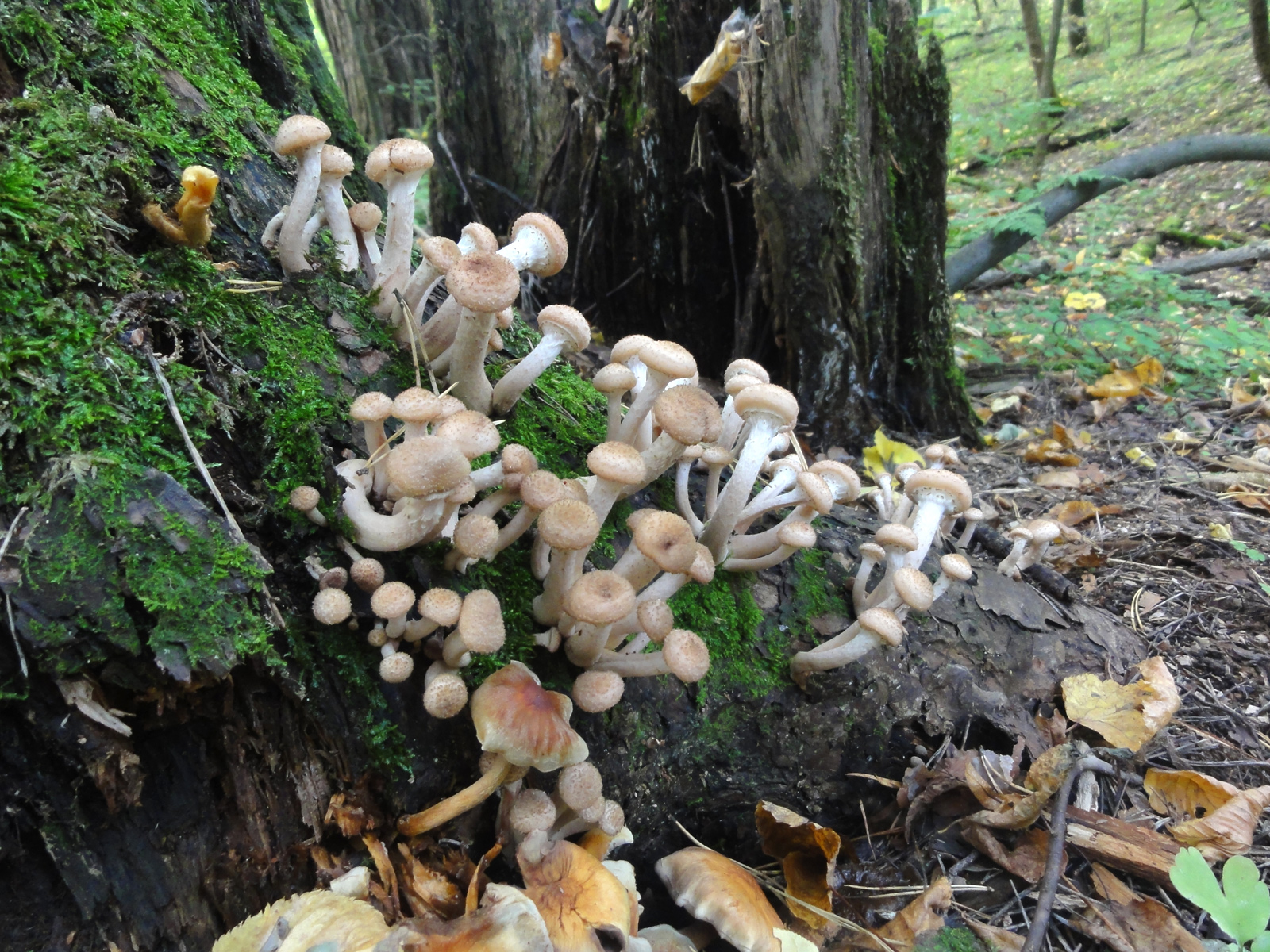 Посетить кировский Заречный парк редкие растений животные и птицы эко-тропа в Кирове
