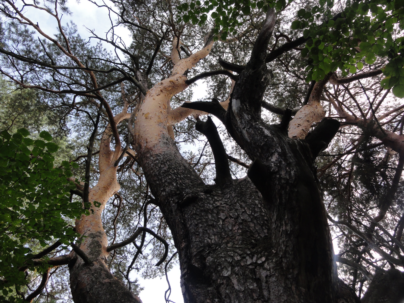 Сентябрь 2025 Кировский Заречный парк фото сосновый бор уникальный пойменный памятник природы