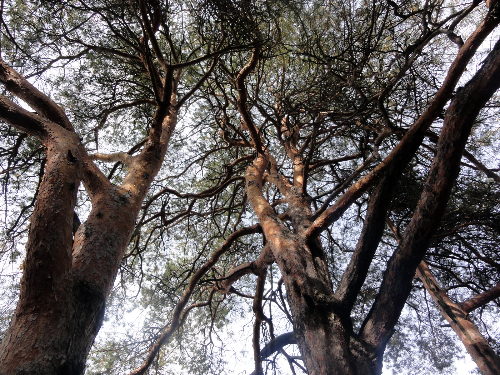 Кировский Заречный парк культуры и отдыха сосновый бор уникальный