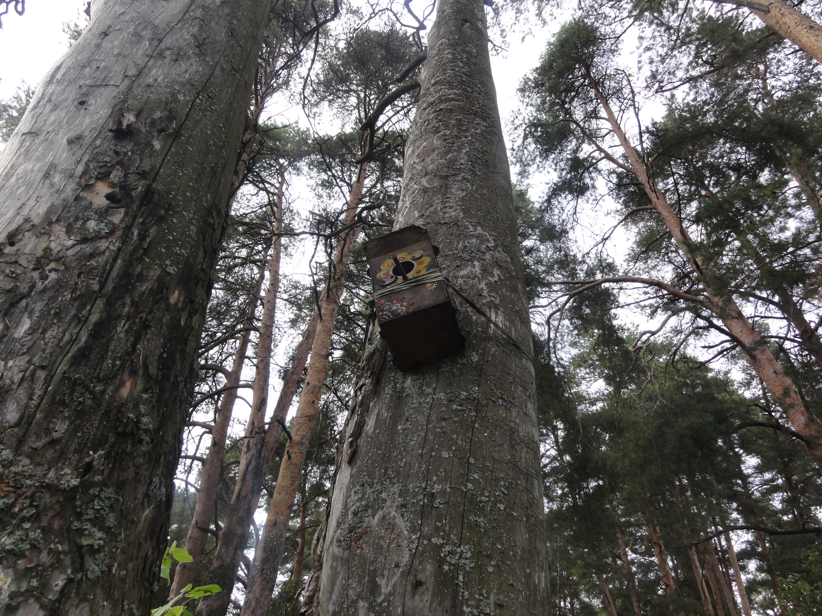 Отдых в кировском Заречном парке в сосновом бору памятник природы