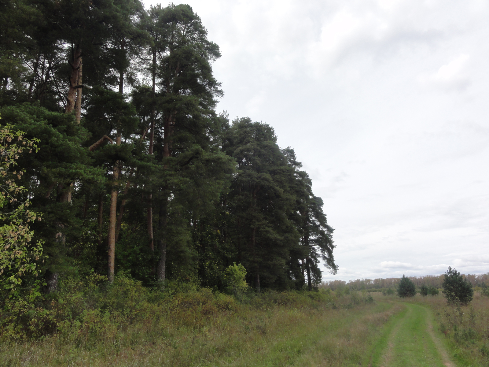 Кировский Заречный парк культуры и отдыха сентябрь 2025 сосновый бор охраняется государством