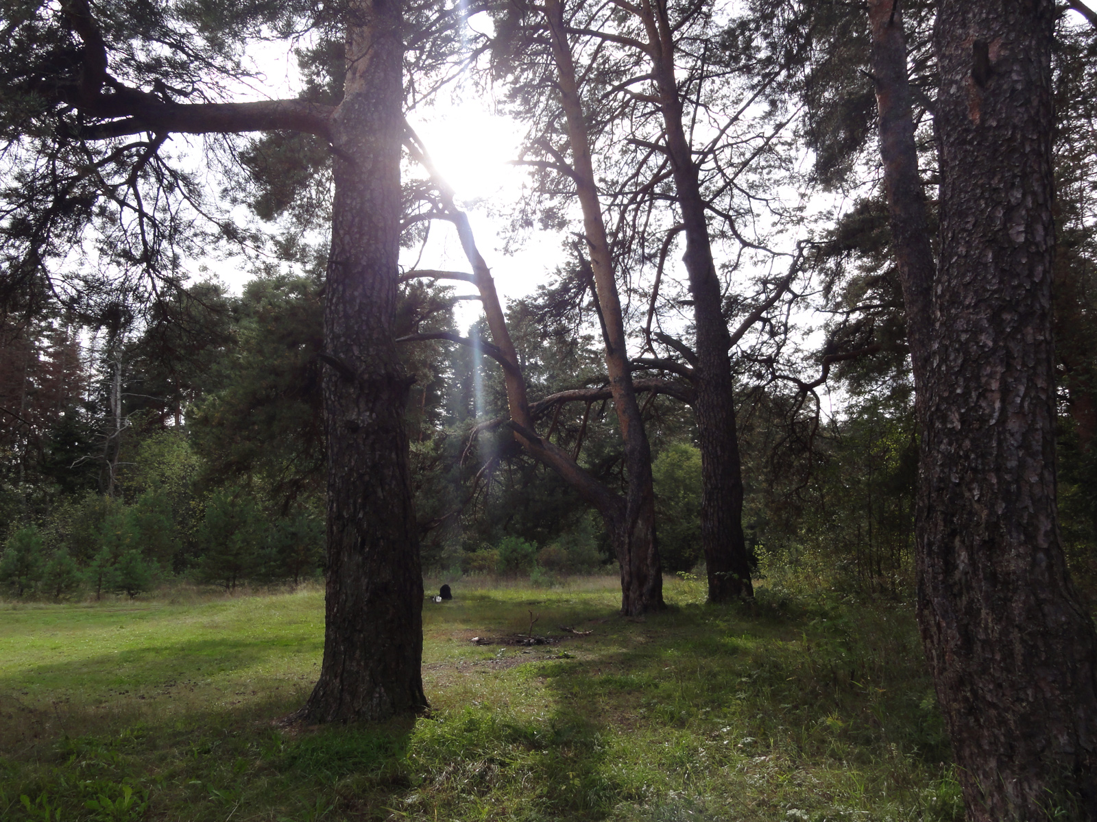 Заречный парк культуры и отдыха в городе Кирове пойменный сосновый бор сохранился и охраняется государством