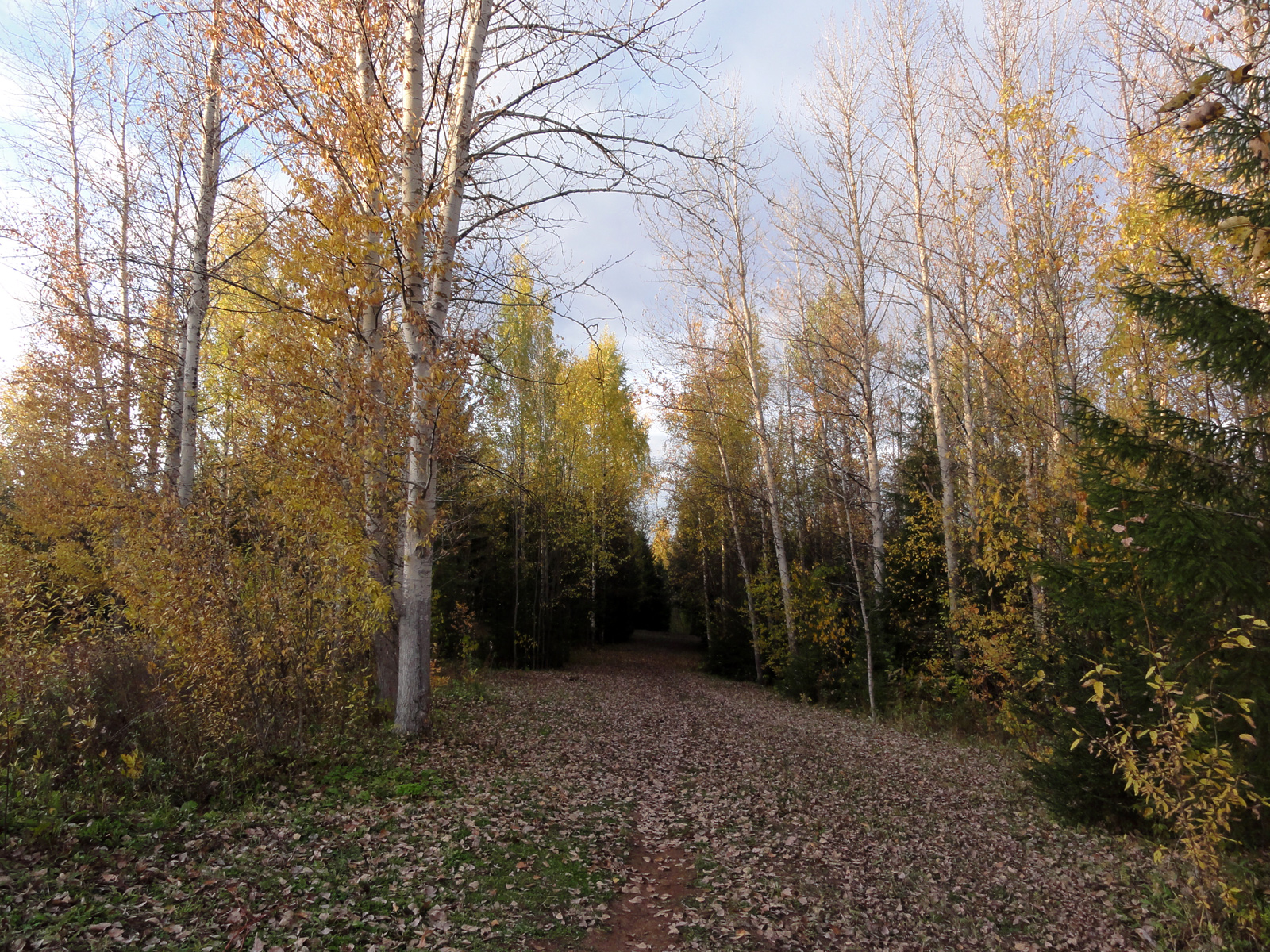 Филейский парк в Кирове природа осень