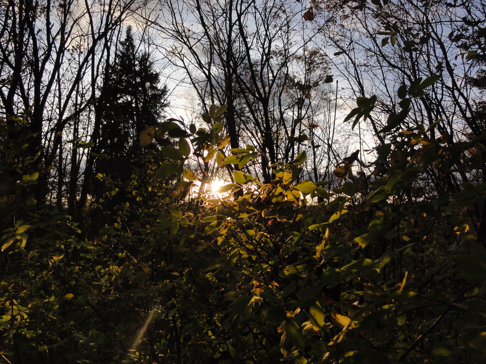 Осень октябрь фотографии Филейского парка в Кирове природа пейзаж