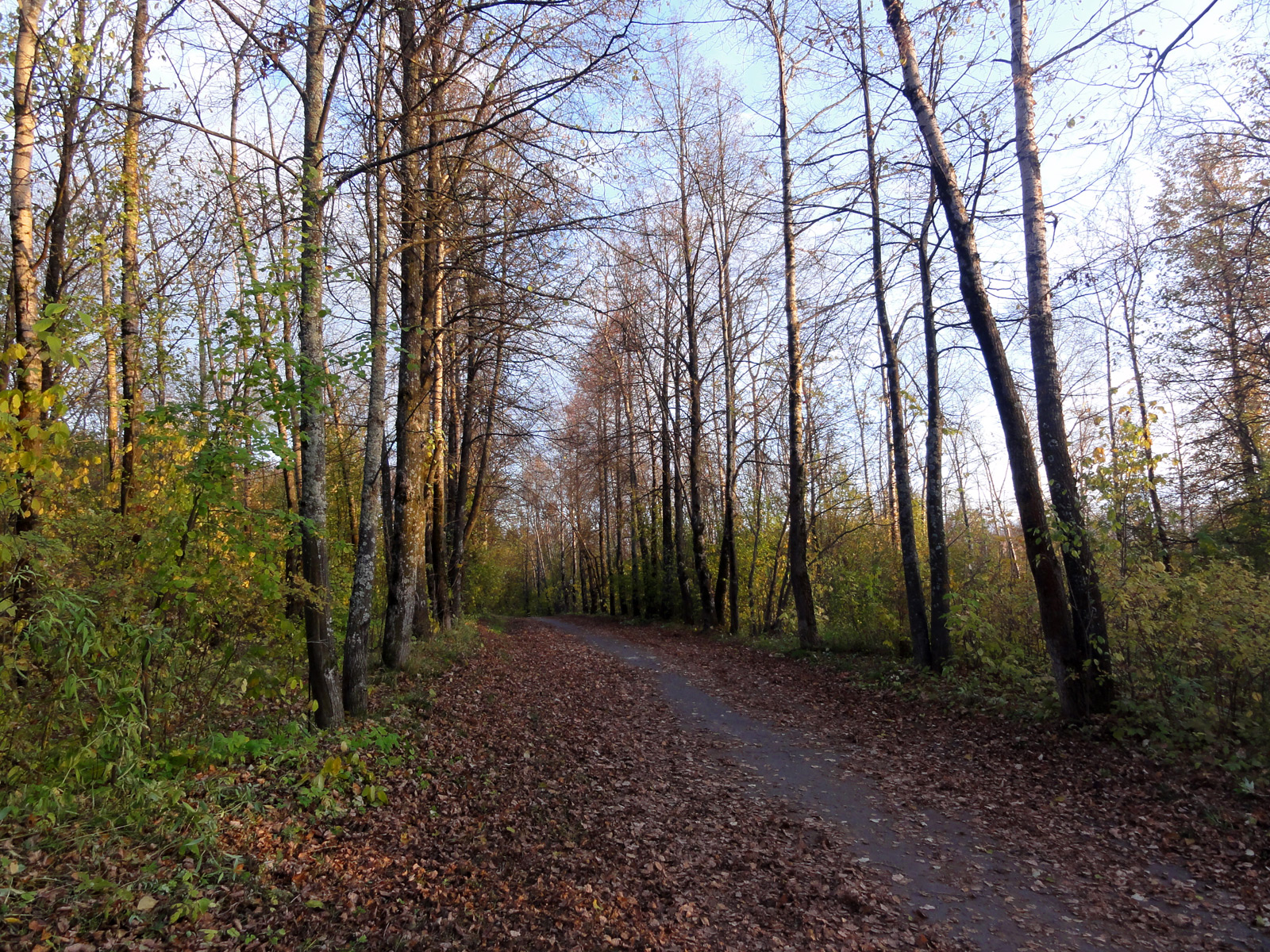 Кировская природа Филейка осенний пейзаж парка