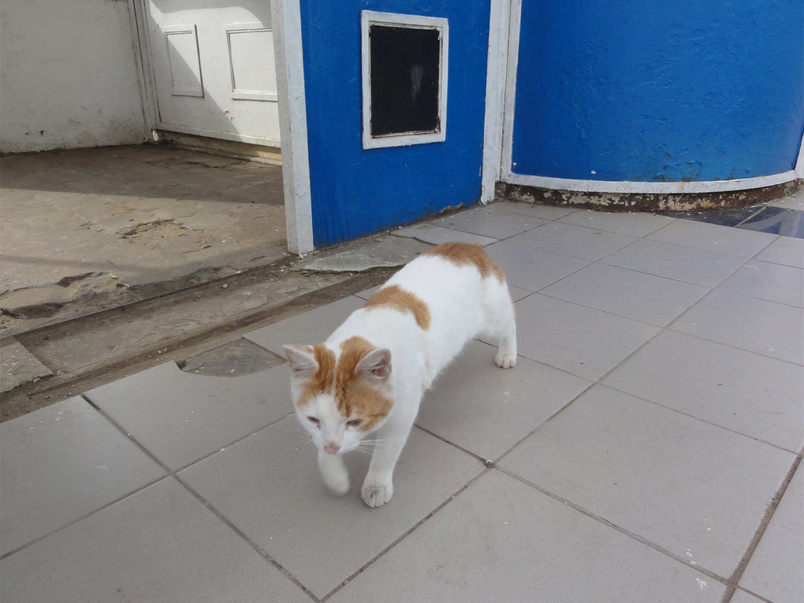 Кот из Кирова гуляет на природе