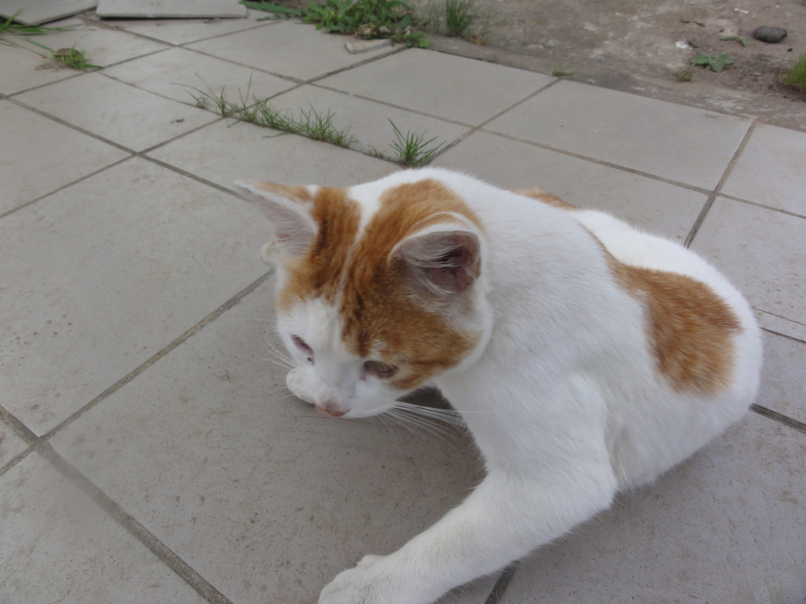 Котэ с Титаника город Киров