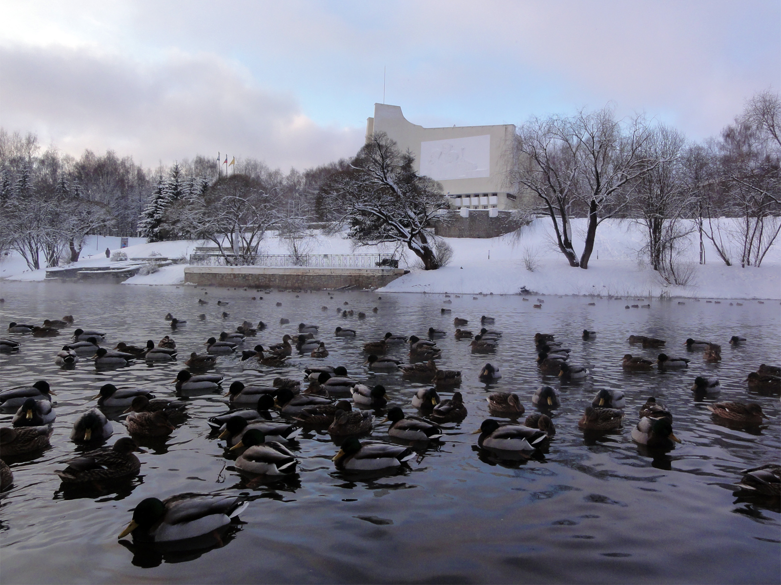 Парк имени Кирова зимние фотографии утки и пруд центральный городской парк