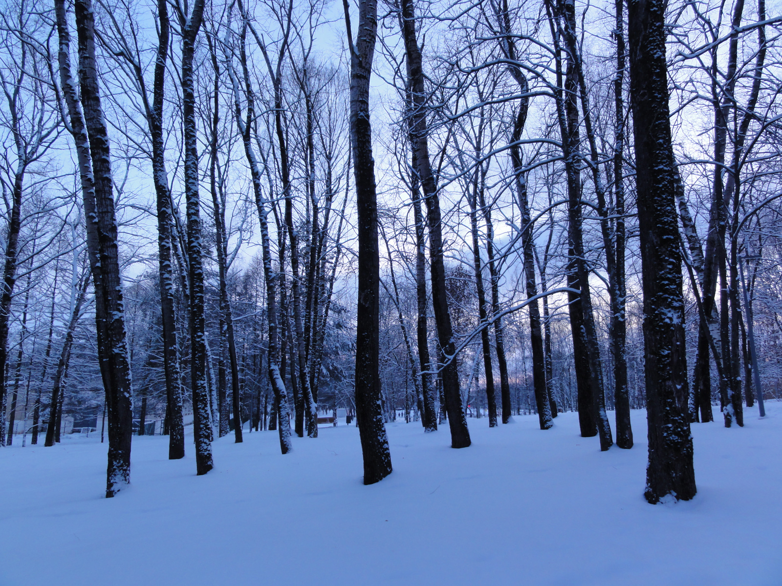 Главный городской парк зимой фотографии январь Киров пейзаж