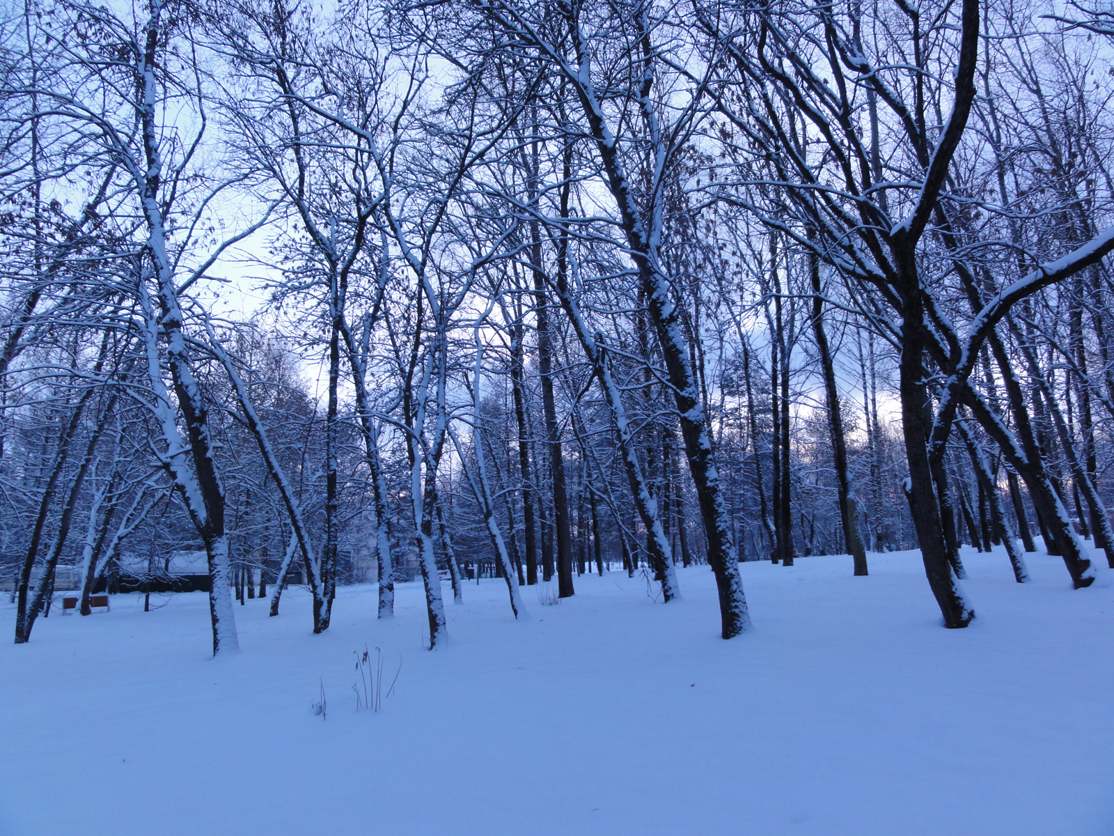 Центральный городской парк зимой фотографии январь снег в Кирове